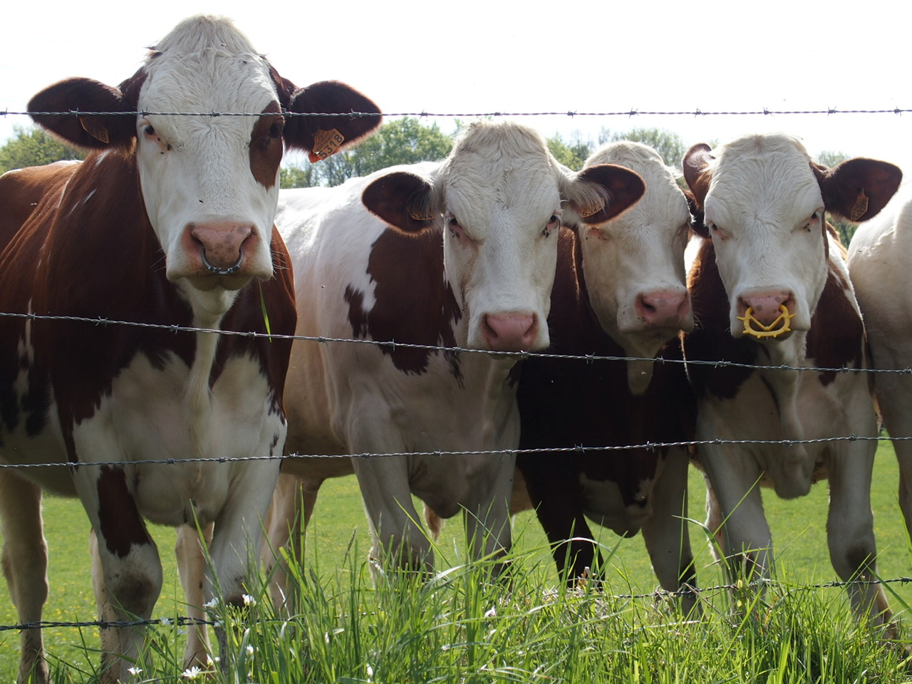 Aucune photo pour cette étape.